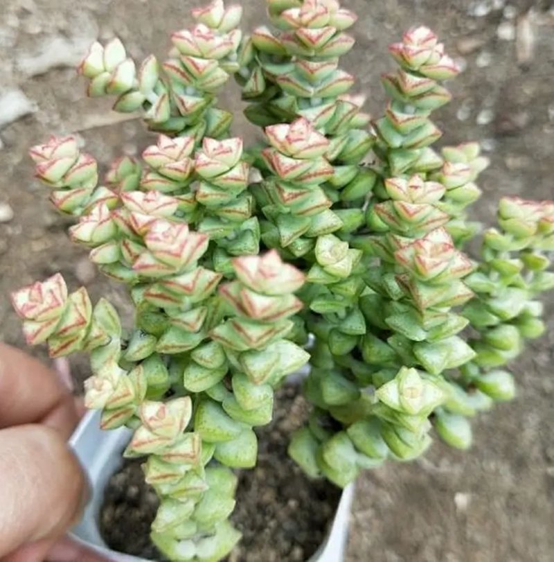 招财纳福多肉组合套餐群生多头粗钱串元宝吸财树多肉植物盆栽