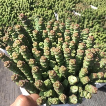 招财纳福多肉组合套餐群生多头粗钱串元宝吸财树多肉植物盆栽
