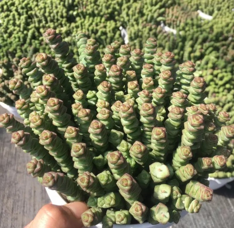 招财纳福多肉组合套餐群生多头粗钱串元宝吸财树多肉植物盆栽