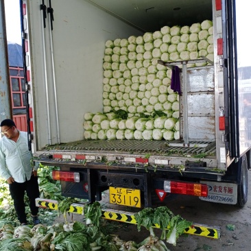 白菜大量