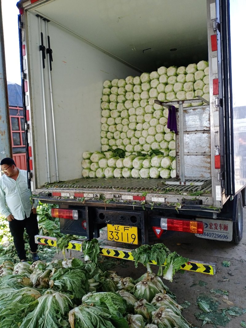 白菜大量