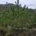 【苗圃直供】各种油松苗，营养杯苗，无纺布袋苗，占地苗