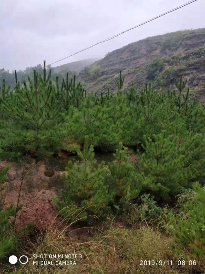 【苗圃直供】各种油松苗，营养杯苗，无纺布袋苗，占地苗