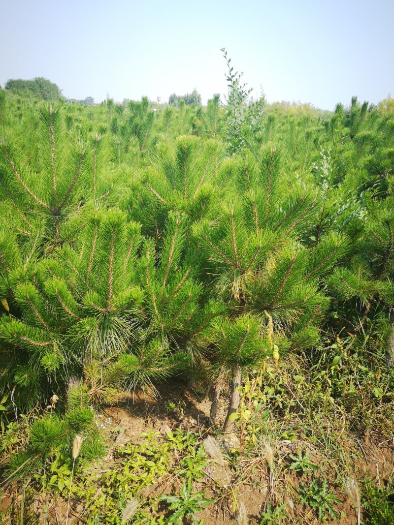 【苗圃直供】各种油松苗，营养杯苗，无纺布袋苗，占地苗