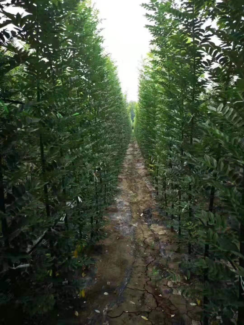 景秀园林供应淑女国槐小苗价格优惠出现货供应欢迎咨询