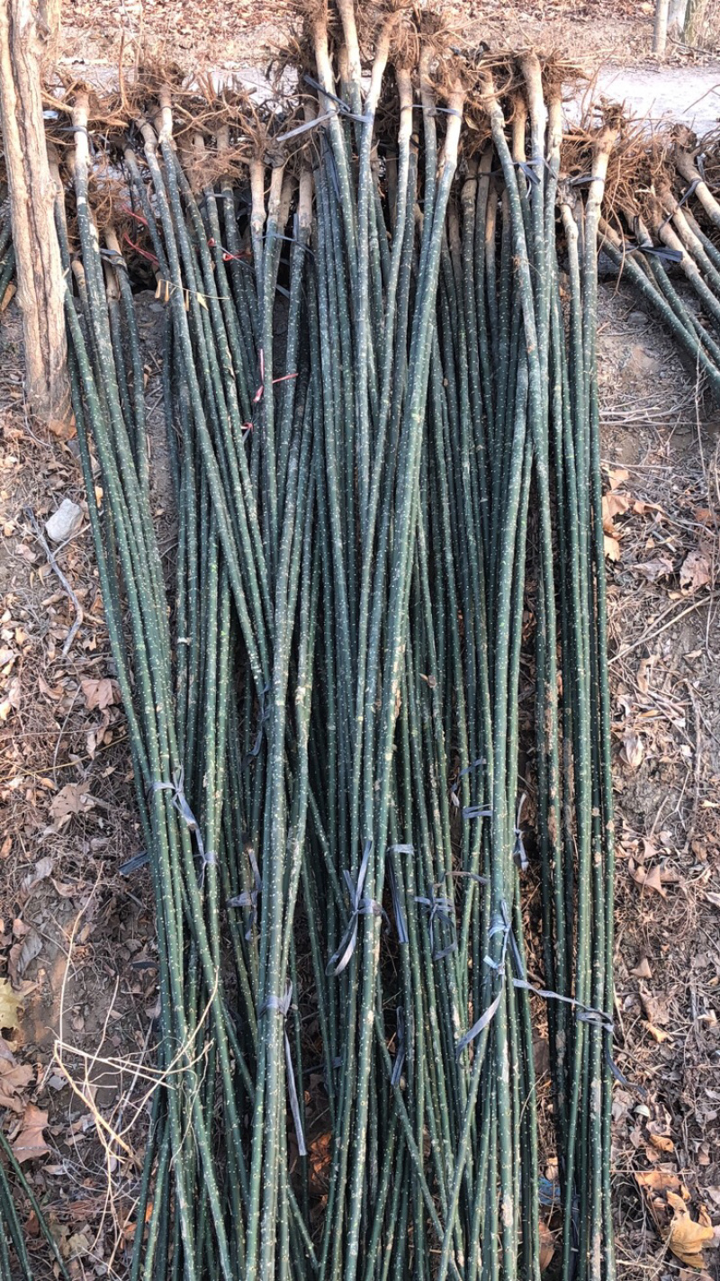 景秀园林供应淑女国槐小苗价格优惠出现货供应欢迎咨询