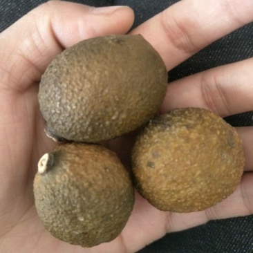 屈头鸡中药材