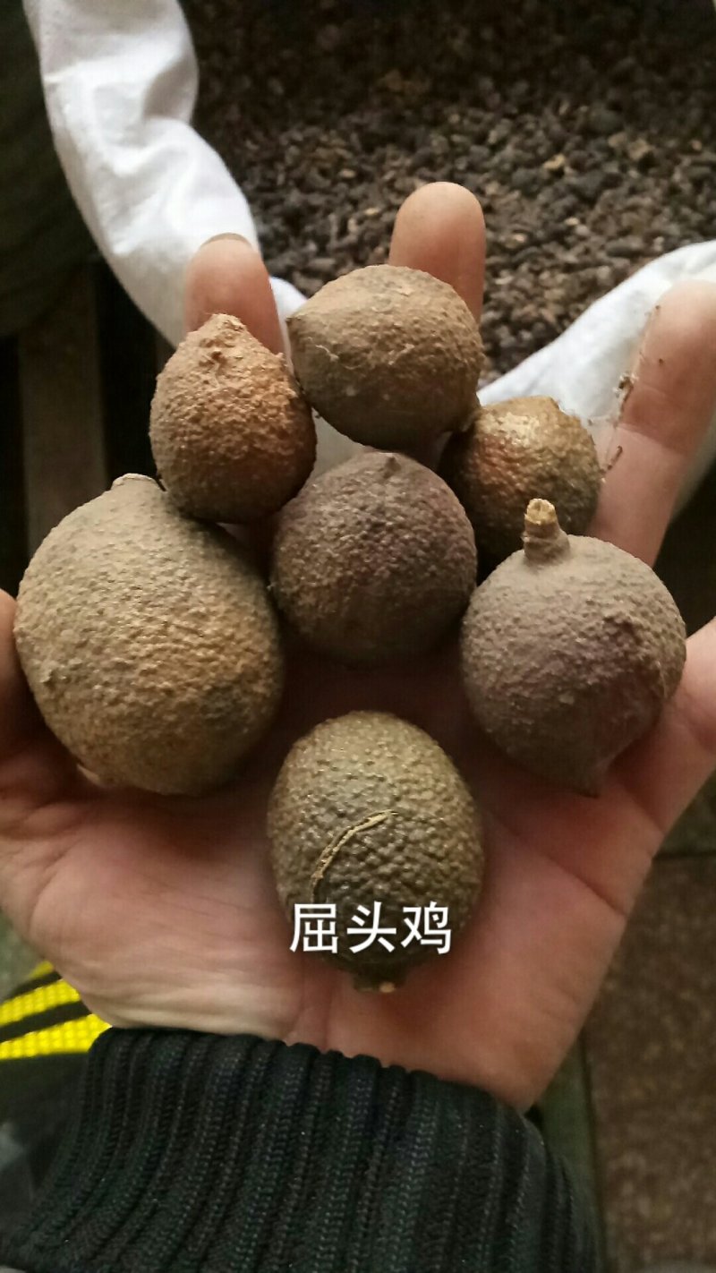 屈头鸡中药材