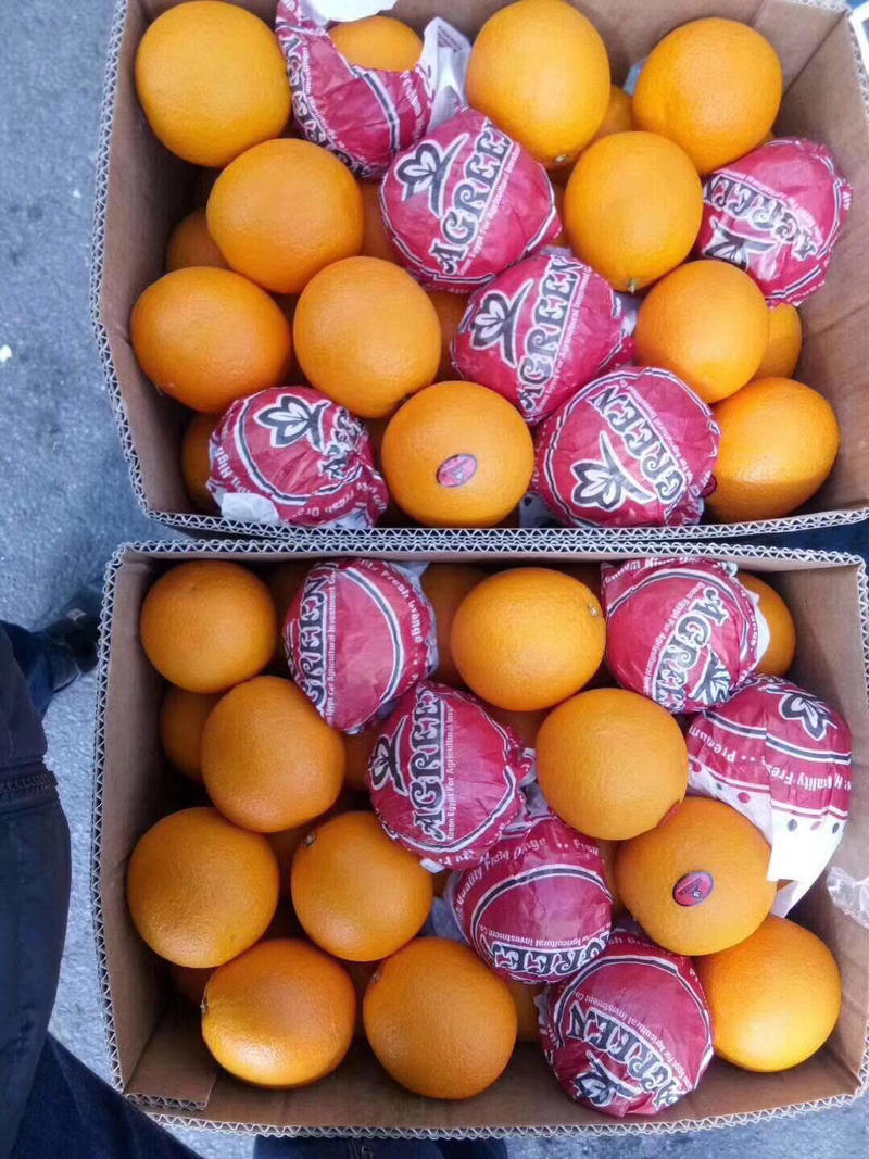 埃及橙橙味浓郁果身硬适合榨汁，水分足，欢迎各大渠道对接