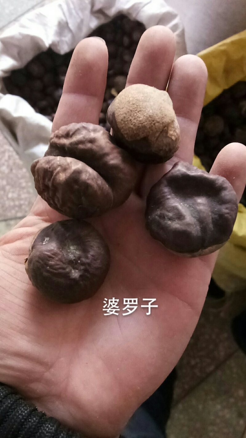 婆罗子娑罗子梭罗果梭罗子中药材