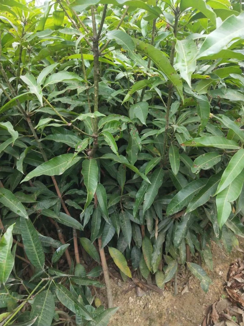 广西苗地芒果直生苗培青苗嫁接树苗
