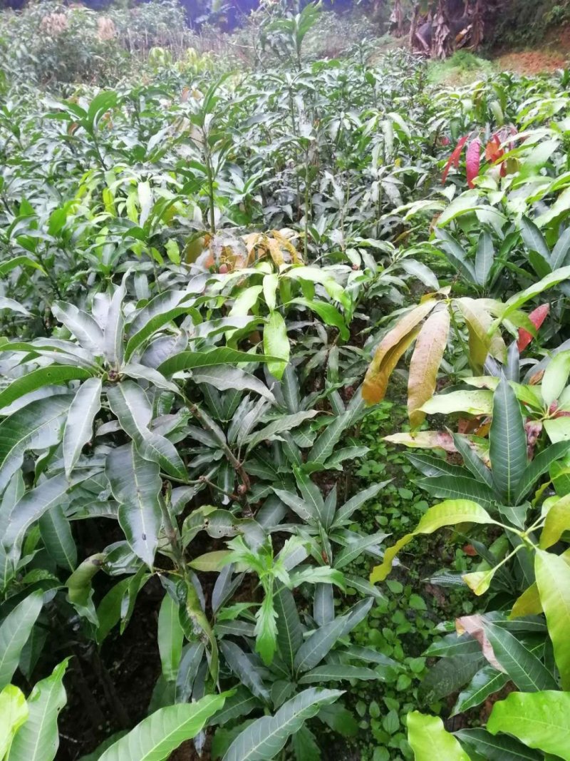 广西苗地芒果直生苗培青苗嫁接树苗