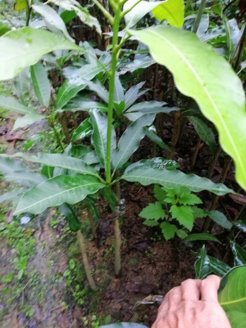 广西苗地芒果直生苗培青苗嫁接树苗