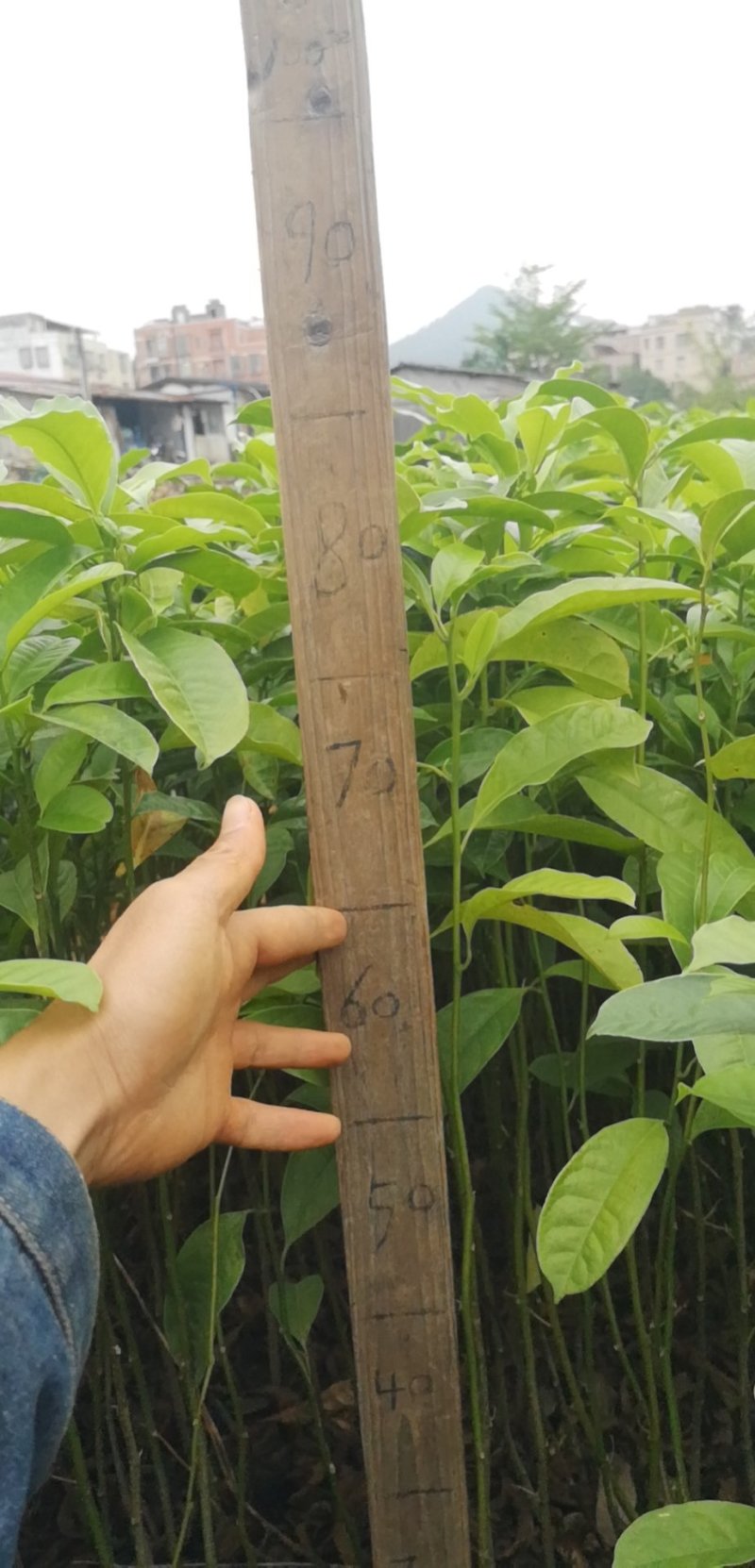 供应乐昌含笑苗，造林树苗复绿树苗行道树