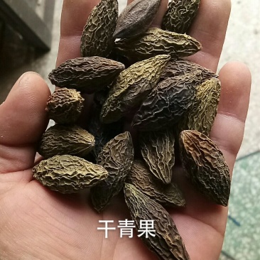 橄榄果西青果甘青果橄榄青果西青果干青果中药材