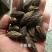 橄榄果西青果甘青果橄榄青果西青果干青果中药材
