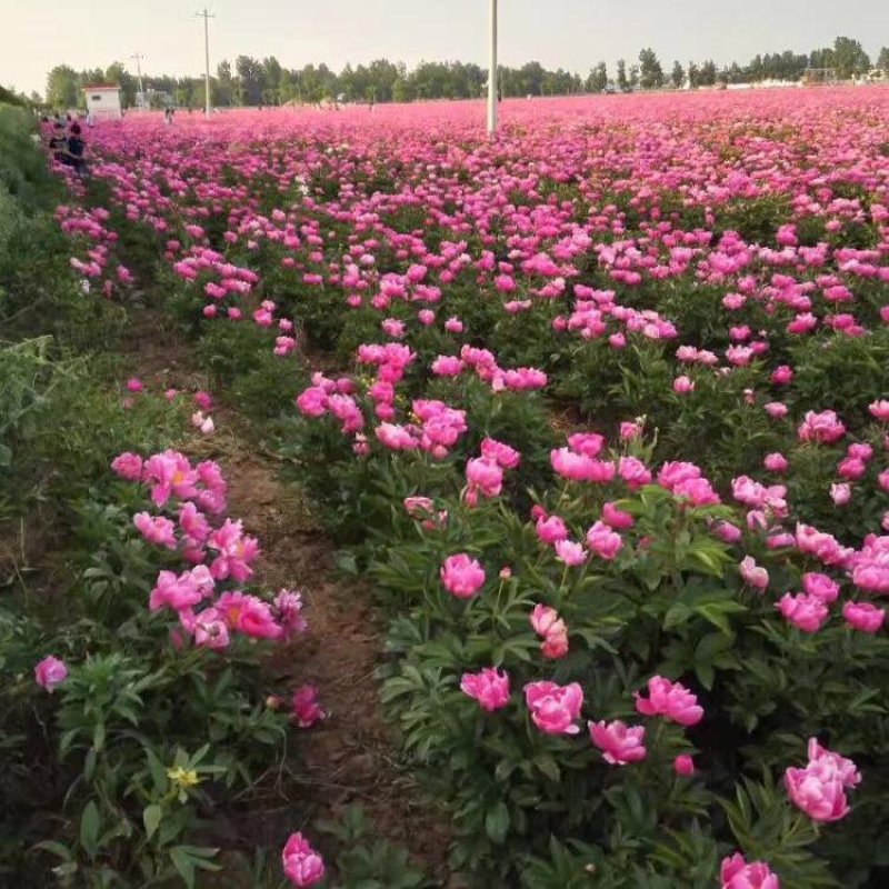 带芽芍药根块芍药花苗花根多年生花卉庭院盆栽四季种植耐寒植