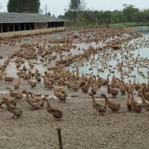 两年老鸭岀销售淘汰蛋鸭均重3.3斤