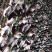 青头鸭，野鸭！老鸭子，绿头鸭