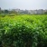 供应铁冬青苗，造林树苗，复绿树苗，高度30-70