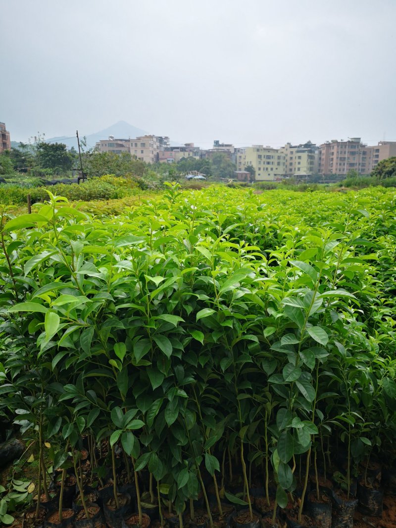 供应铁冬青苗，造林树苗，复绿树苗，高度30-70