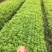 供应铁冬青苗，造林树苗，复绿树苗，高度30-70