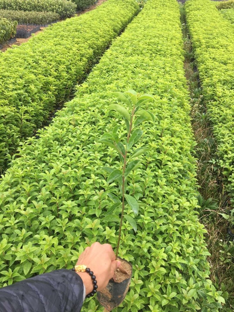 供应铁冬青苗，造林树苗，复绿树苗，高度30-70
