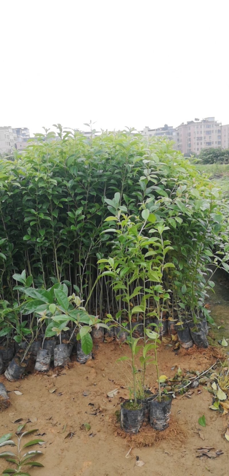 供应铁冬青苗，造林树苗，复绿树苗，高度30-70