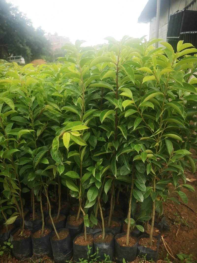 供应铁冬青苗，造林树苗，复绿树苗，高度30-70