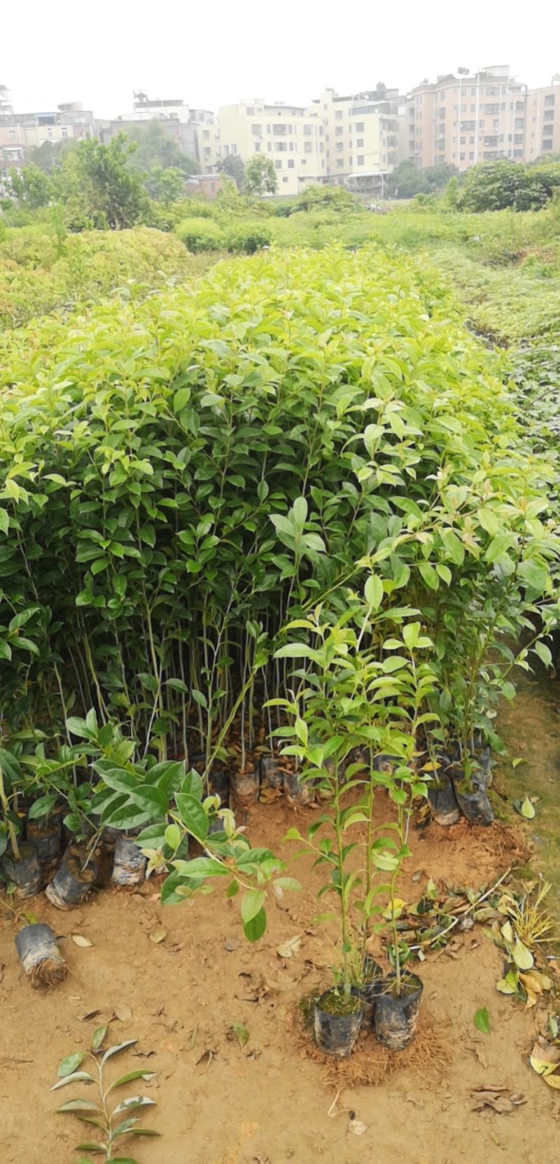 供应铁冬青苗，造林树苗，复绿树苗，高度30-70