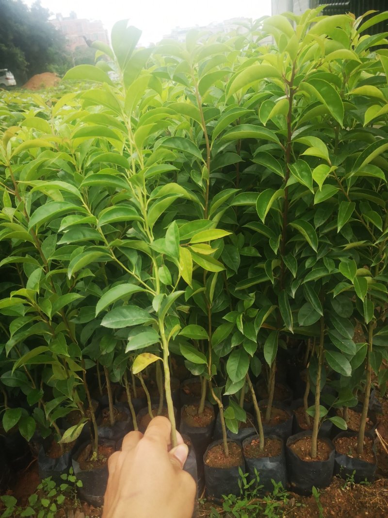 供应铁冬青苗，造林树苗，复绿树苗，高度30-70