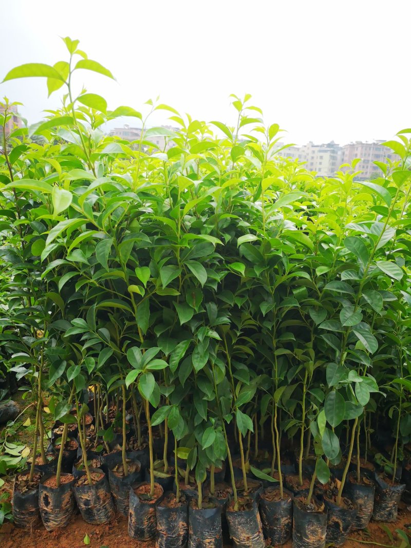 供应铁冬青苗，造林树苗，复绿树苗，高度30-70