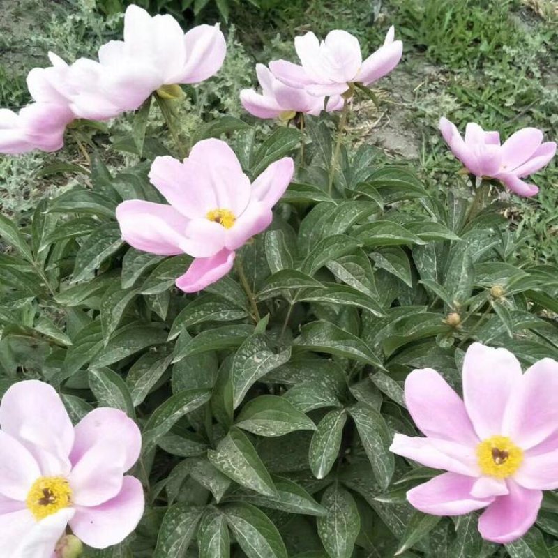 带芽芍药根块芍药花苗花根多年生花卉庭院盆栽四季种植耐寒植