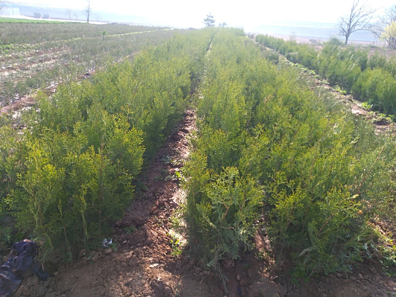 侧柏树苗圃种植场景