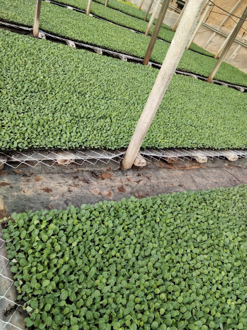 青梗白面松花菜苗，65天有机花菜苗欢迎来电咨询