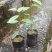 速生桉，供应今年新苗桉树苗