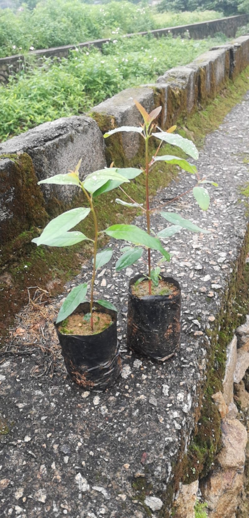 速生桉，供应今年新苗桉树苗