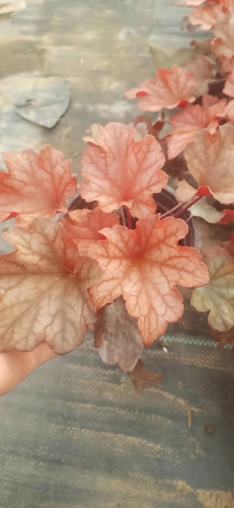 矾根