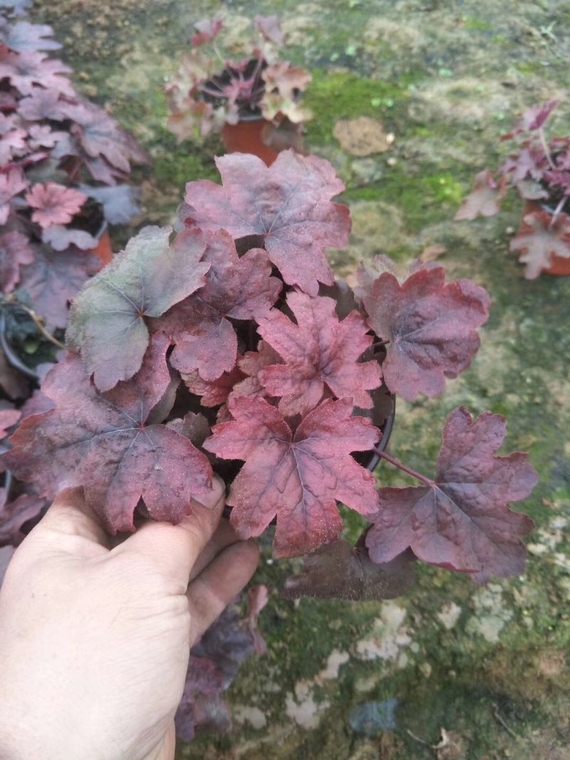 矾根