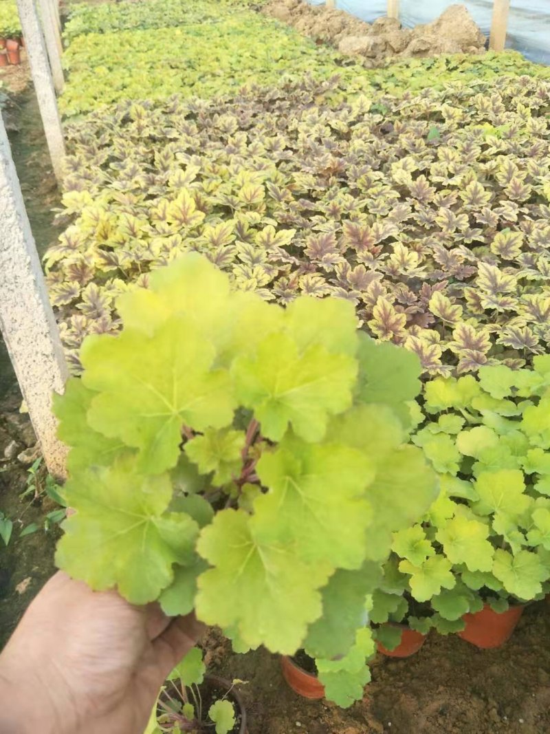 矾根