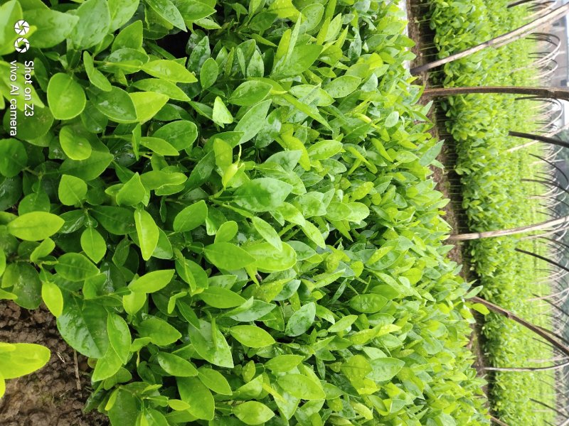 正宗酸柚（土柚）芽苗叶片清秀根须旺盛，一手货源