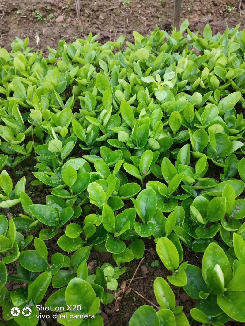 正宗酸柚（土柚）芽苗叶片清秀根须旺盛，一手货源