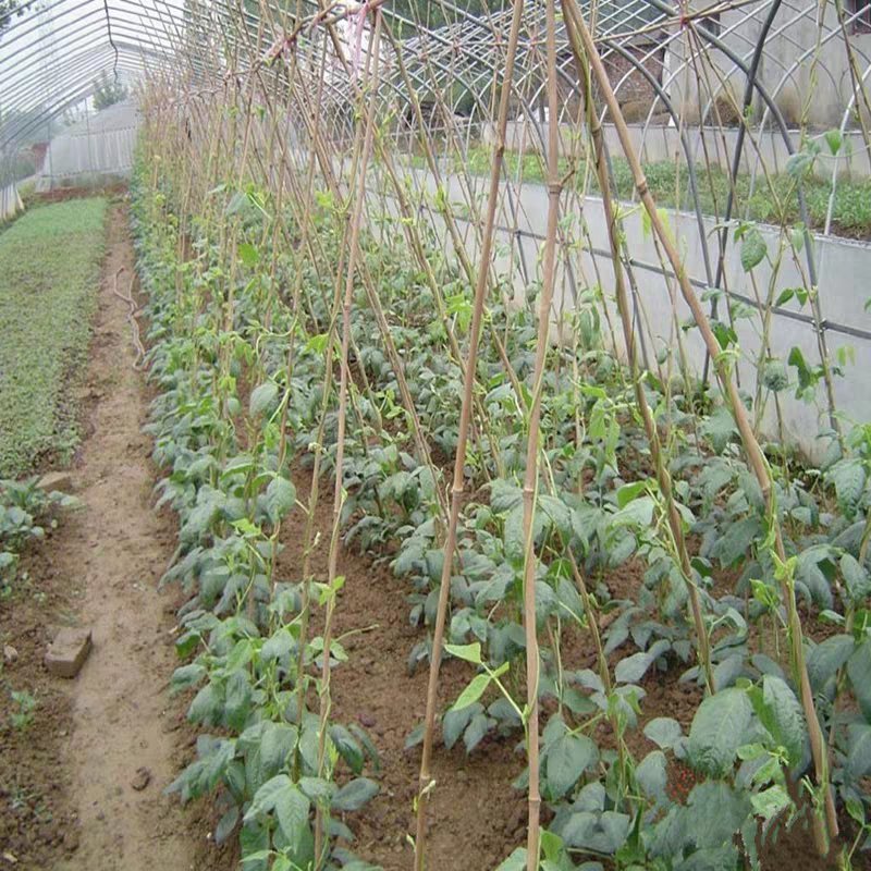竹竿菜园搭架篱笆栅栏粗细跳舞竹竿装饰粗楠竹子防腐彩旗竹竿