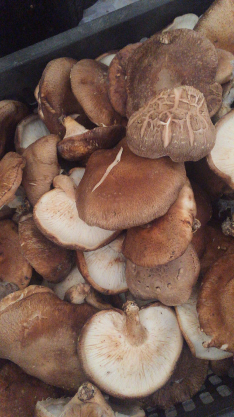 食用菌