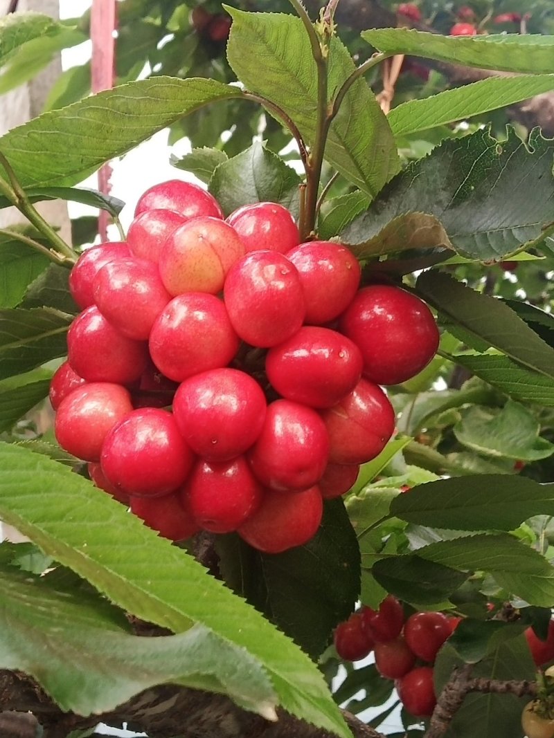 红灯大量，口感质量嘎嘎