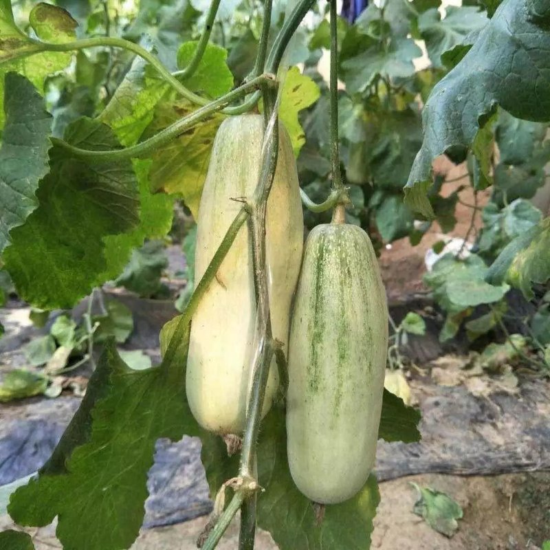 暖棚头茬博洋6一件代发大量有货日接万单