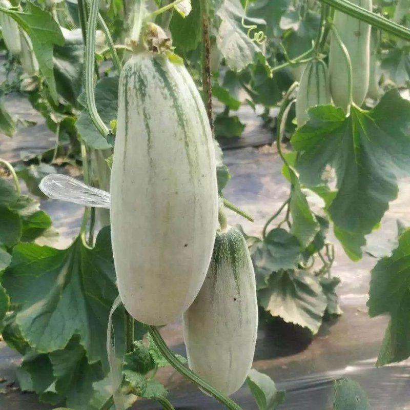 暖棚头茬博洋6一件代发大量有货日接万单