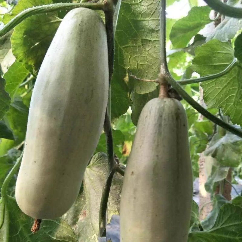 暖棚头茬博洋6一件代发大量有货日接万单