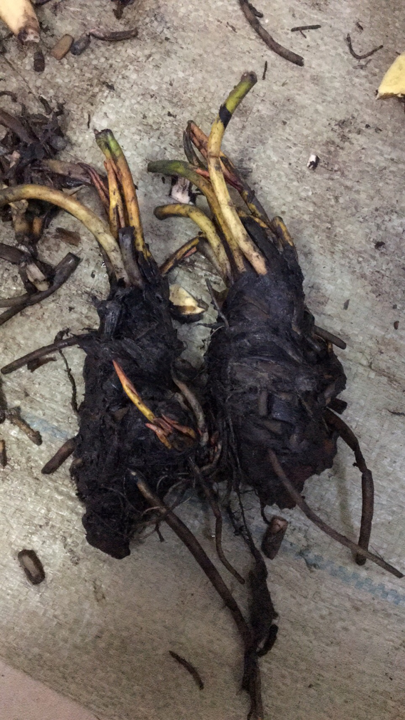睡莲种苗地栽苗睡莲盆栽20厘米左右基地现挖苗