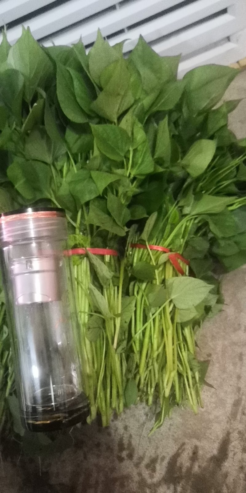 龙薯九号济薯二五西瓜红烟薯二五